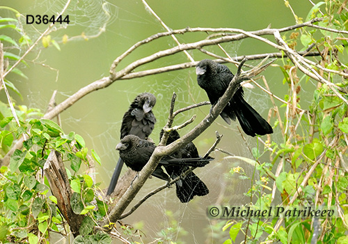Smooth-billed Ani (Crotophaga ani)